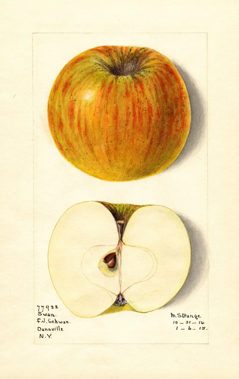 Malus Domestica Swan Wall Art by M. Strange - High-Resolution Digital Print