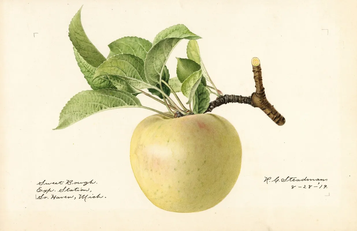 Malus Domestica Sweet Bough Wall Art by Royal Charles Steadman - High-Resolution Digital Print
