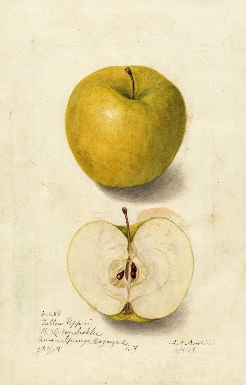 Malus Domestica Tallow Pippin Wall Art by Amanda Almira Newton - High-Resolution Digital Print