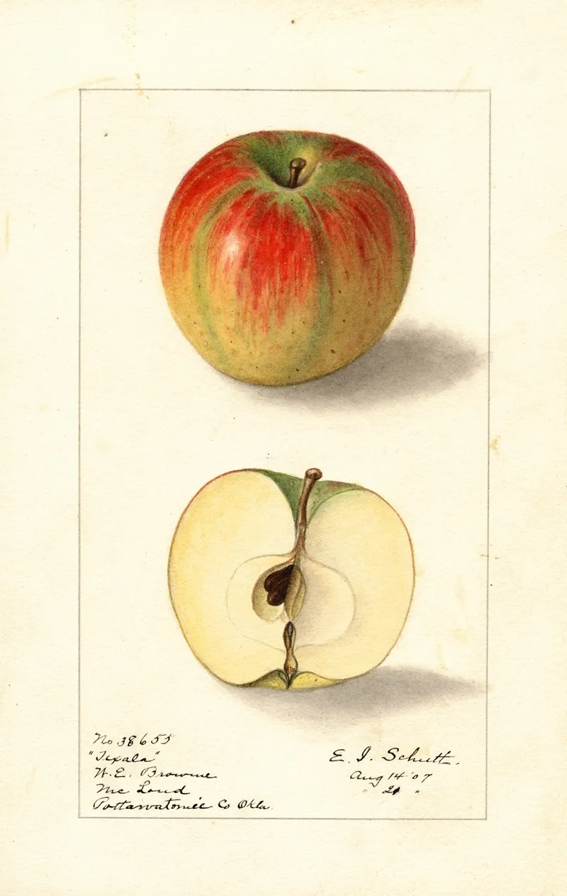 Malus Domestica Texala Wall Art by Ellen Isham Schutt - High-Resolution Digital Print