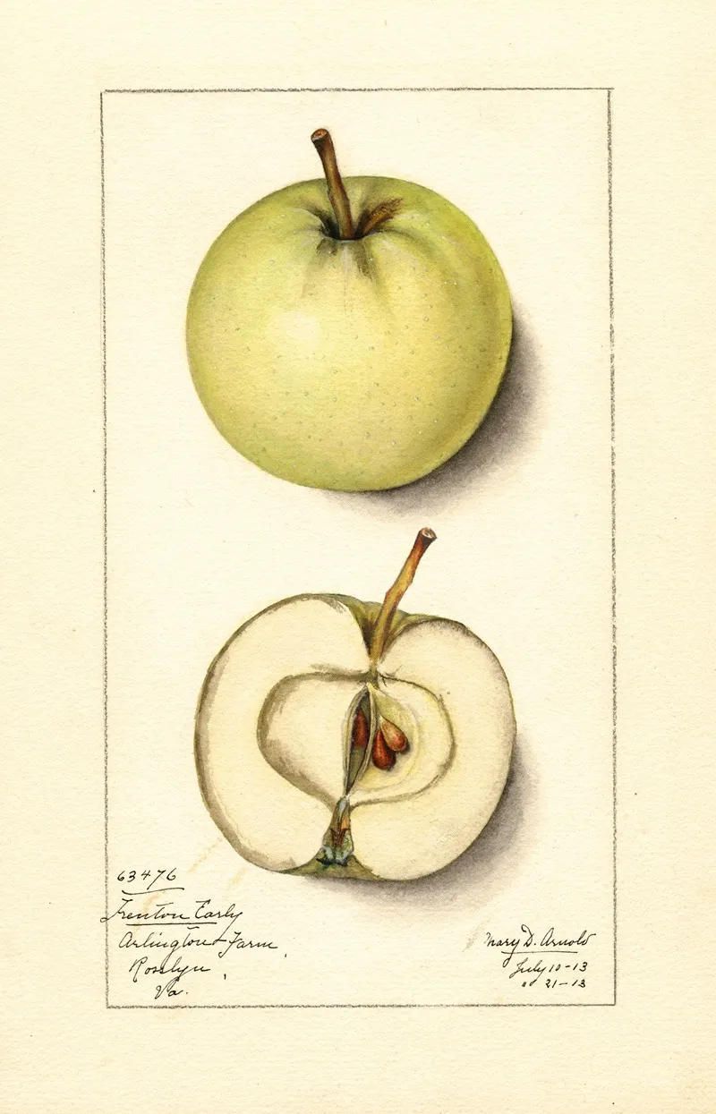 Malus Domestica Trenton Early Wall Art by Mary Daisy Arnold - High-Resolution Digital Print