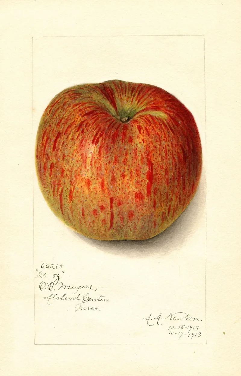 Malus Domestica Twenty Ounce Wall Art by Amanda Almira Newton - High-Resolution Digital Print
