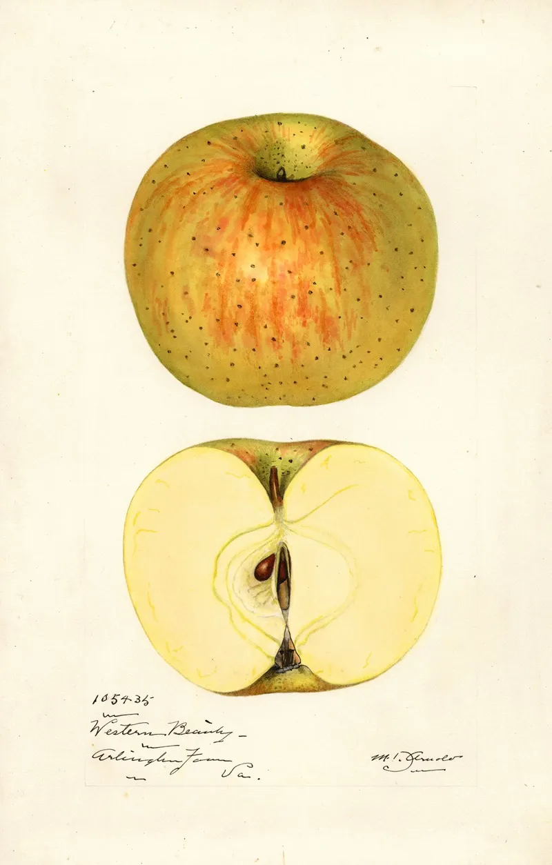 Malus Domestica Western Beauty Wall Art by Mary Daisy Arnold - High-Resolution Digital Print