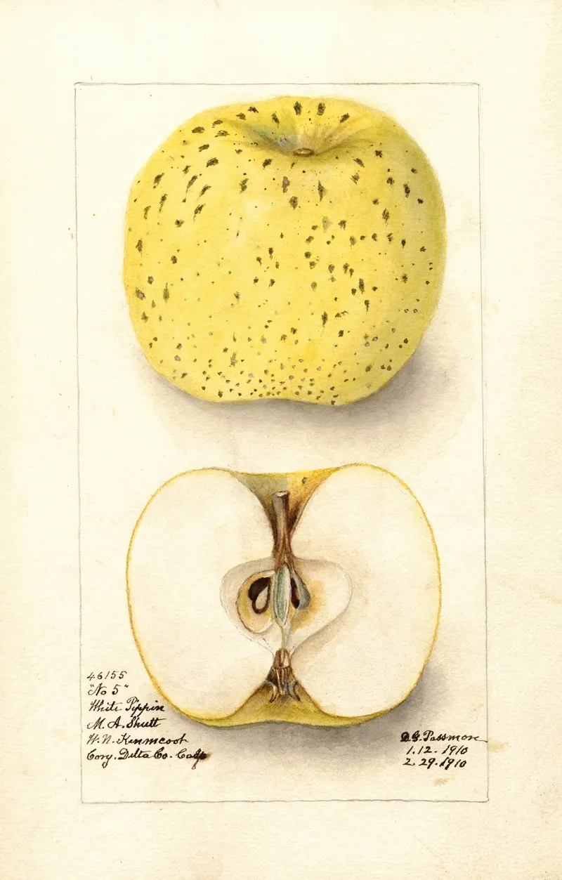 Malus Domestica White Pippin 2 Wall Art by Deborah Griscom Passmore - High-Resolution Digital Print