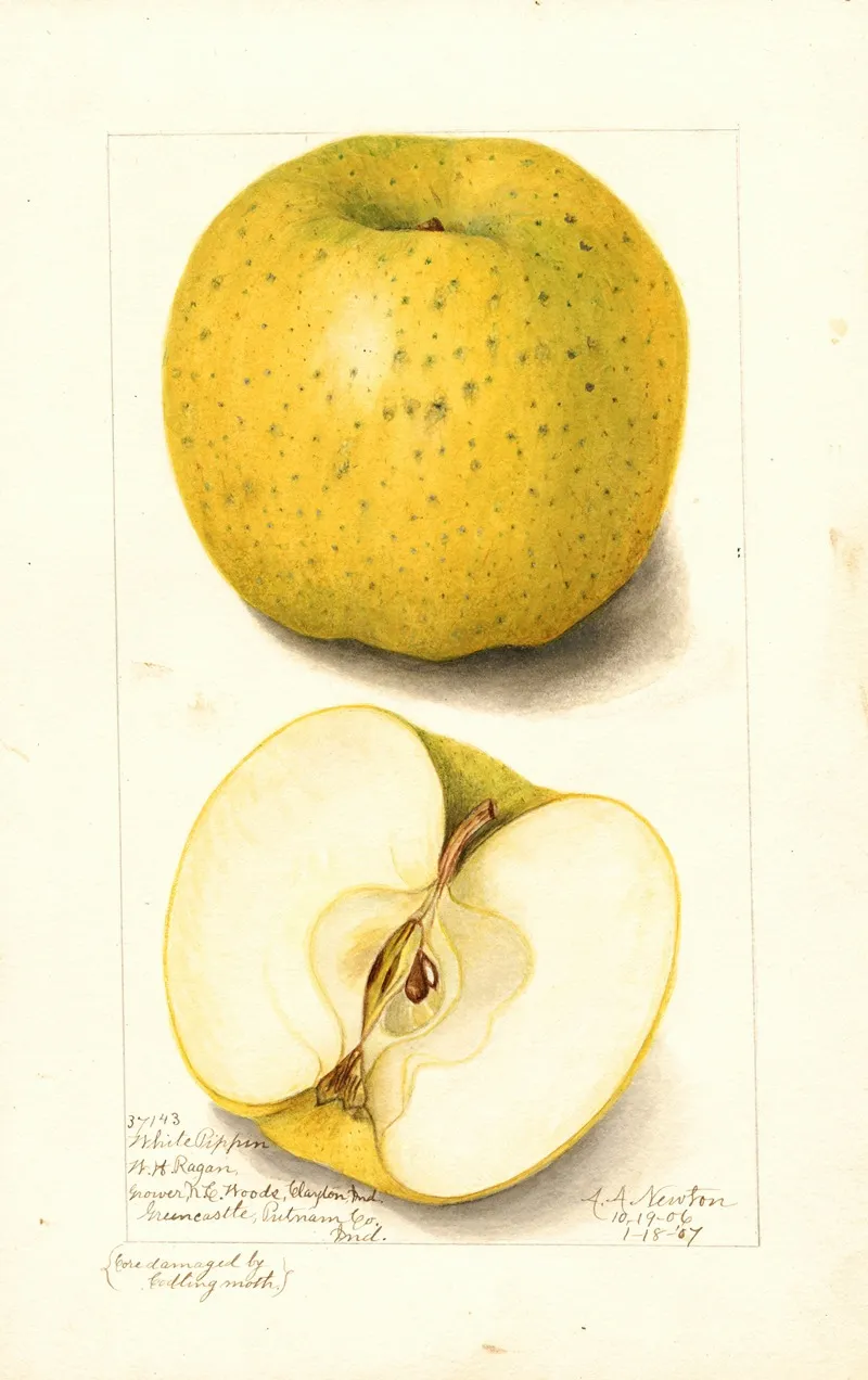 Malus Domestica White Pippin Wall Art by Amanda Almira Newton - High-Resolution Digital Print