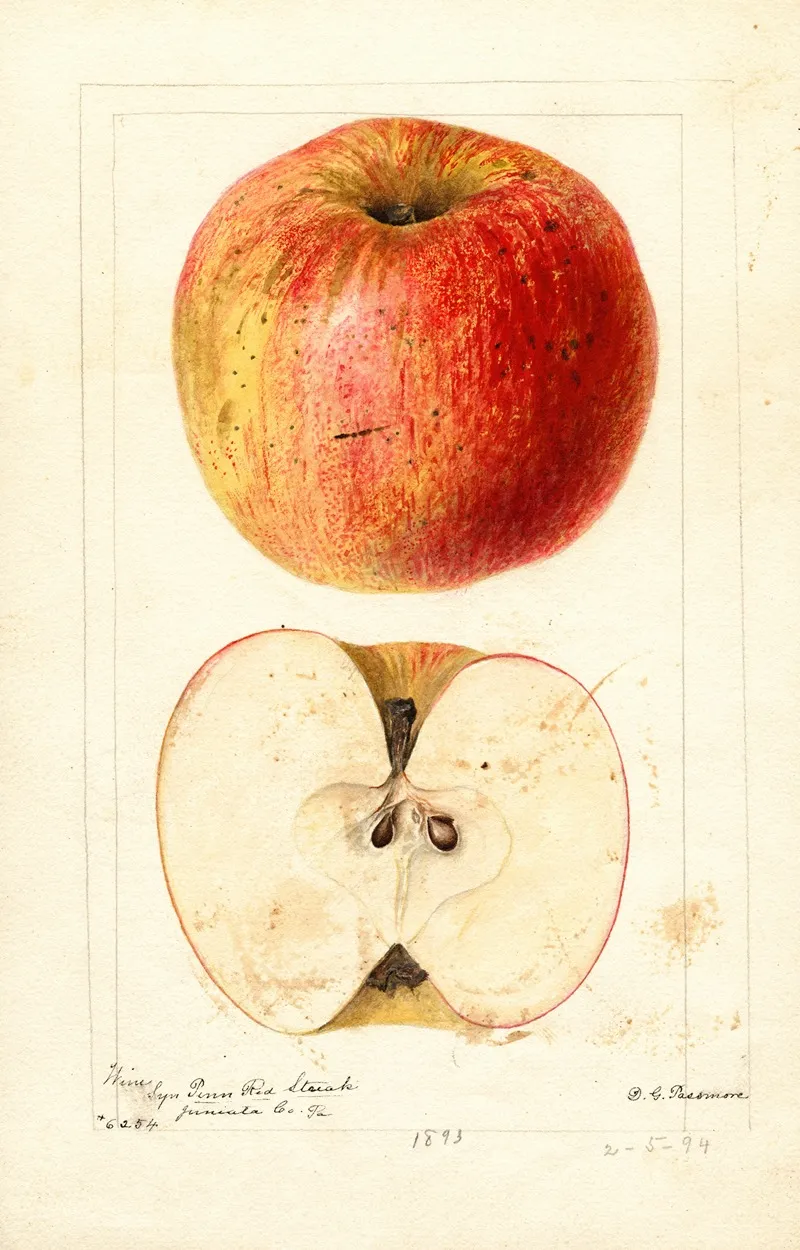 Malus Domestica Wine Wall Art by Deborah Griscom Passmore - High-Resolution Digital Print