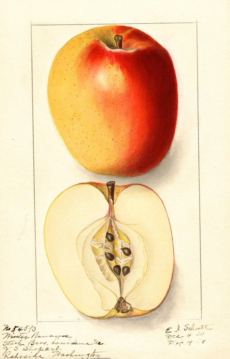 Malus Domestica Winter Banana Wall Art by Ellen Isham Schutt - High-Resolution Digital Print