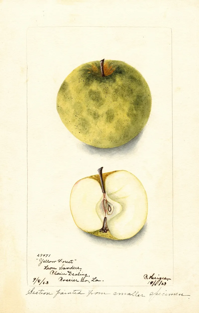 Malus Domestica Yellow Forest Wall Art by Bertha Heiges - High-Resolution Digital Print