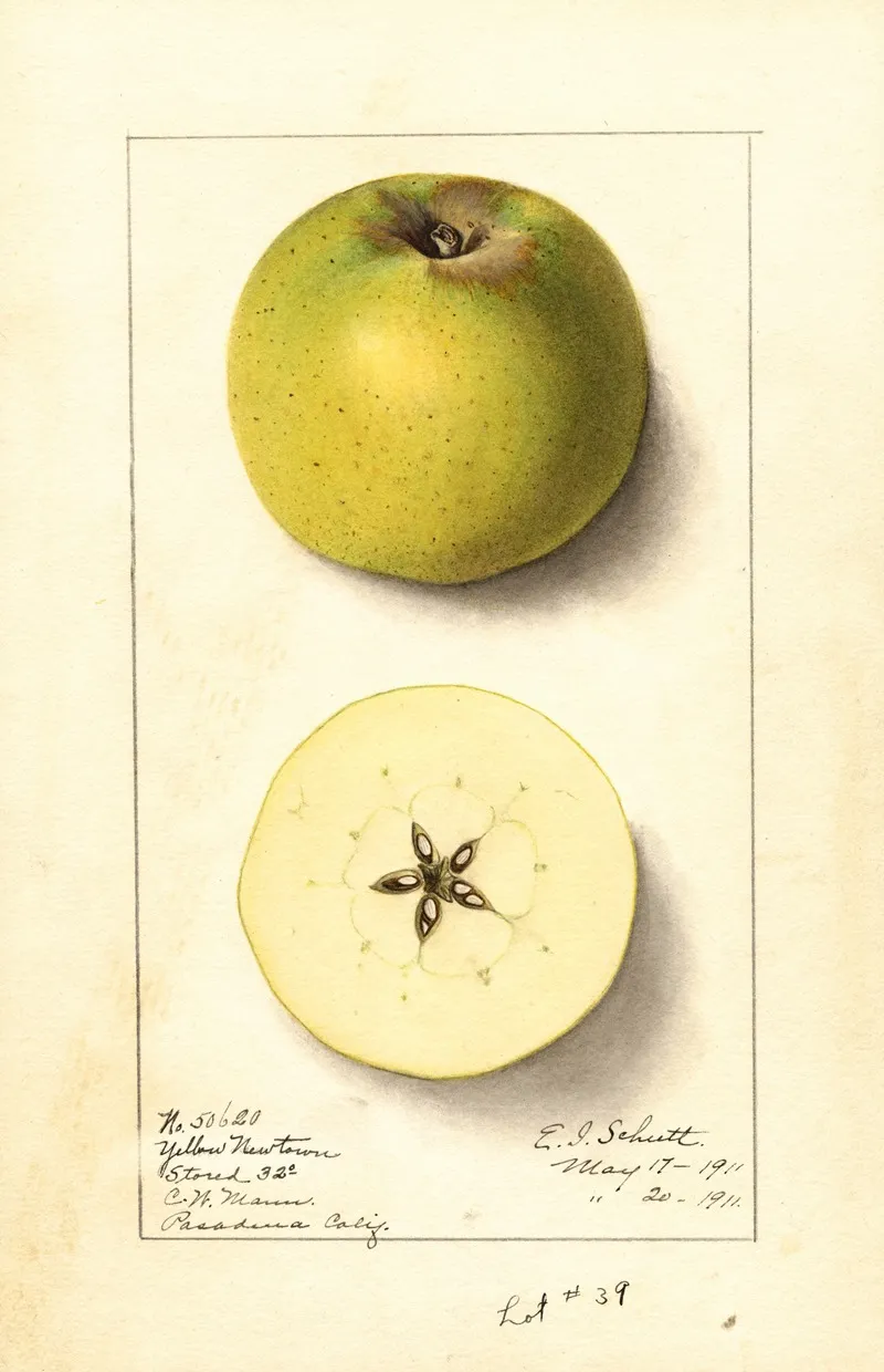 Malus Domestica Yellow Newtown 2 Wall Art by Ellen Isham Schutt - High-Resolution Digital Print