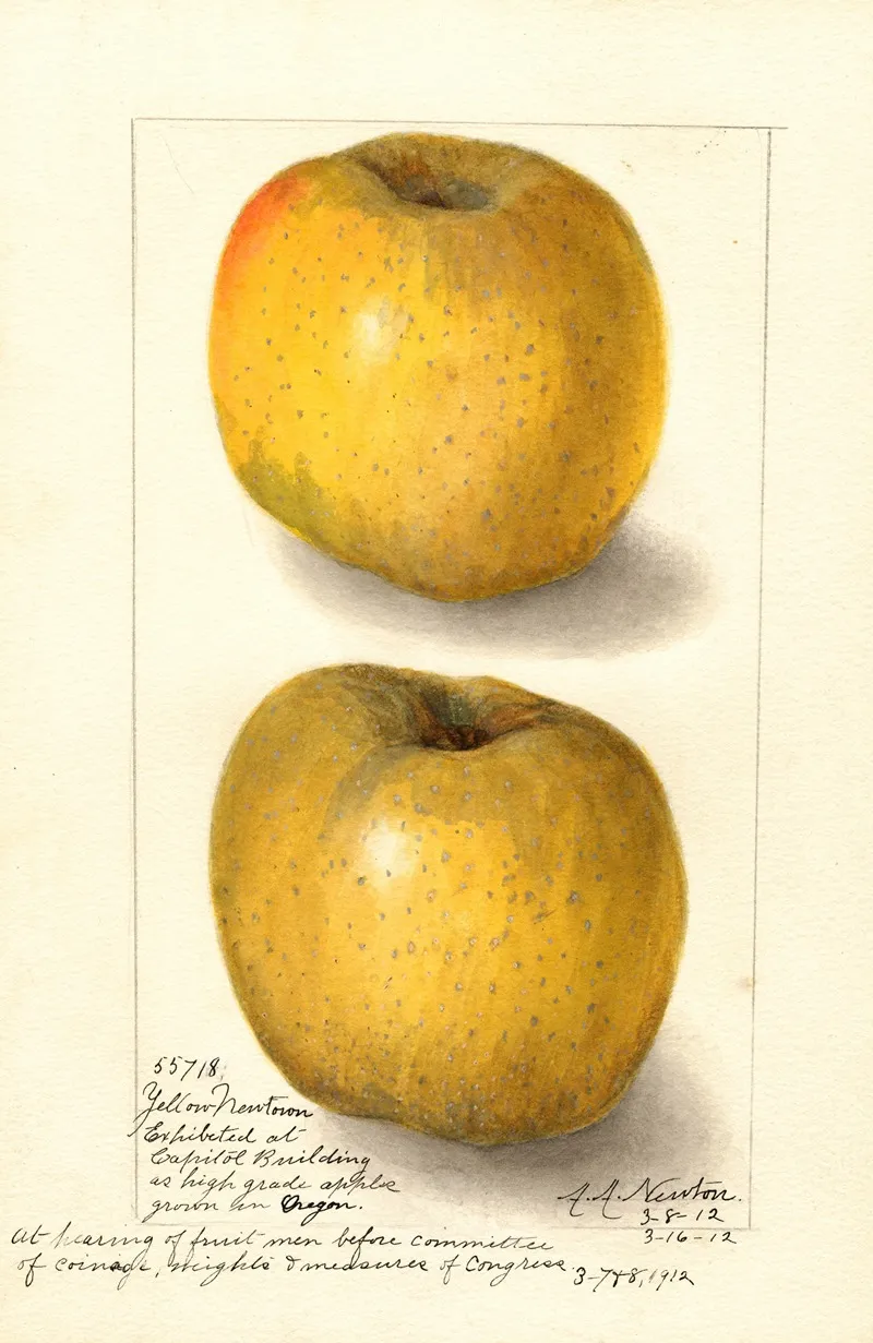 Malus Domestica Yellow Newtown 3 Wall Art by Amanda Almira Newton - High-Resolution Digital Print