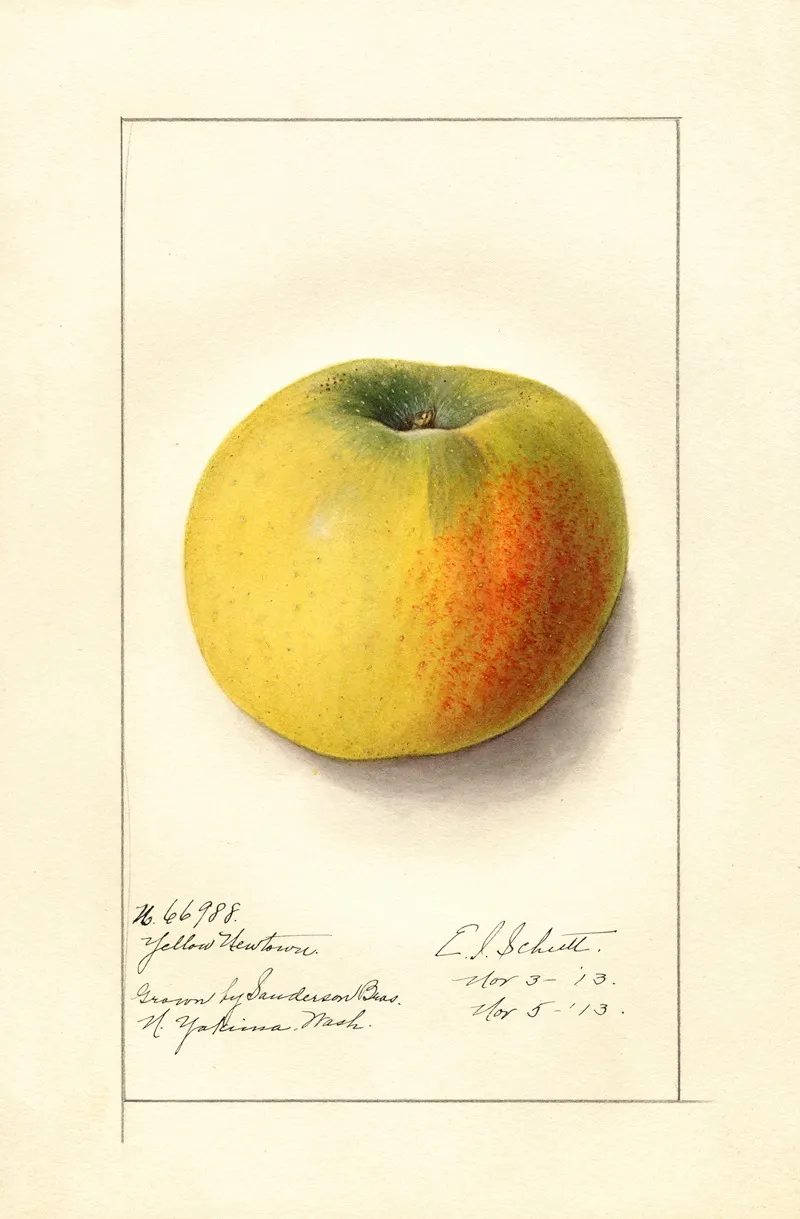 Malus Domestica Yellow Newtown 4 Wall Art by Ellen Isham Schutt - High-Resolution Digital Print