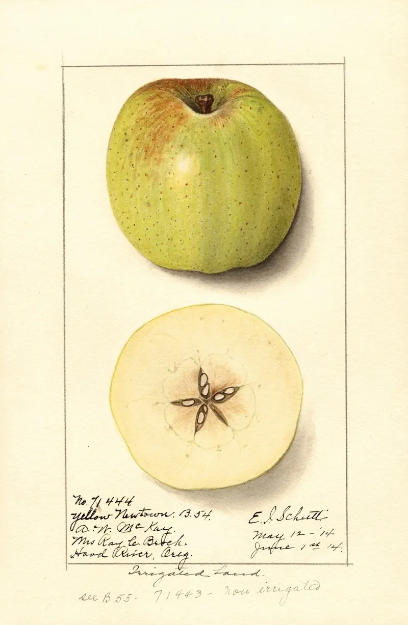 Malus Domestica Yellow Newtown Wall Art by Ellen Isham Schutt - High-Resolution Digital Print