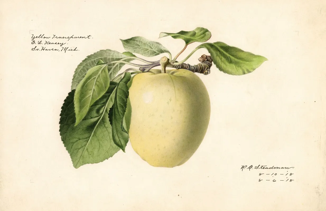 Malus Domestica Yellow Transparent Wall Art by Royal Charles Steadman - High-Resolution Digital Print
