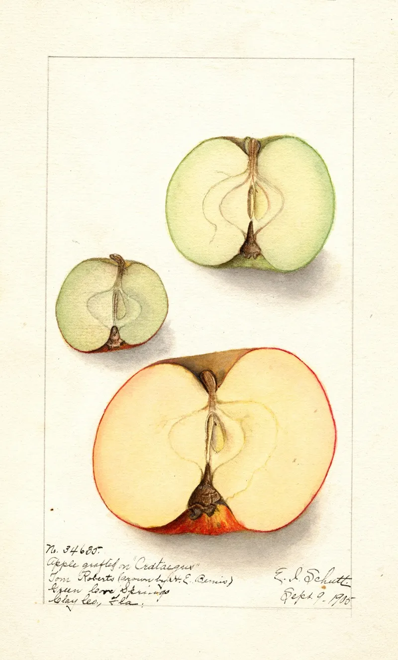 Malus Domestica Wall Art by Ellen Isham Schutt - High-Resolution Digital Print