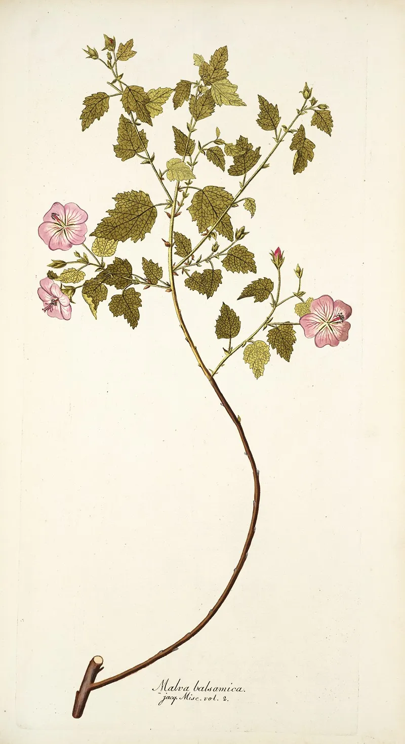 Malva Balsamica Wall Art by Nikolaus Joseph Freiherr von Jacquin - High-Resolution Digital Print