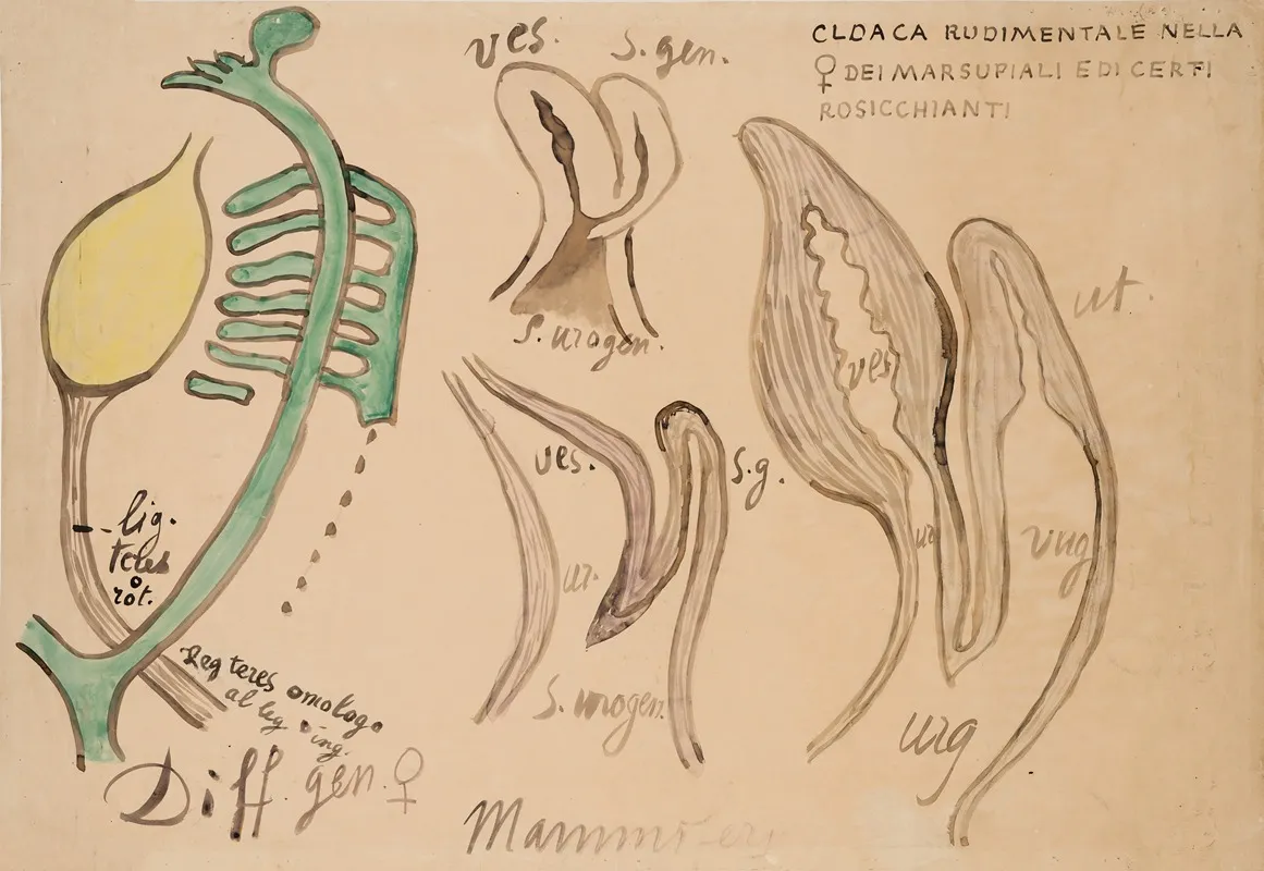 Mammalian Urogenital Ducts