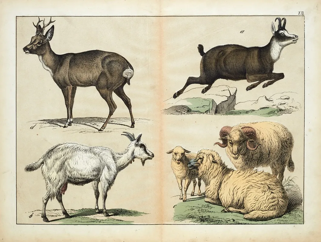 Mammals 4 Wall Art by D. Englert - High-Resolution Digital Print