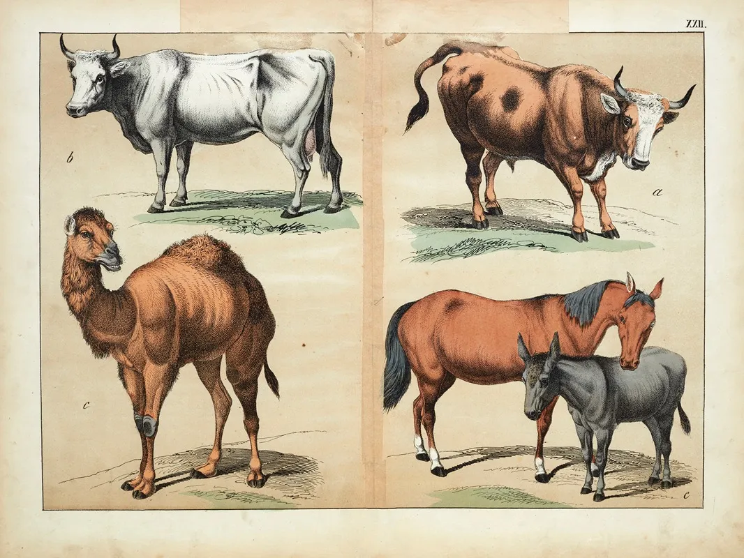 Mammals 5 Wall Art by D. Englert - High-Resolution Digital Print