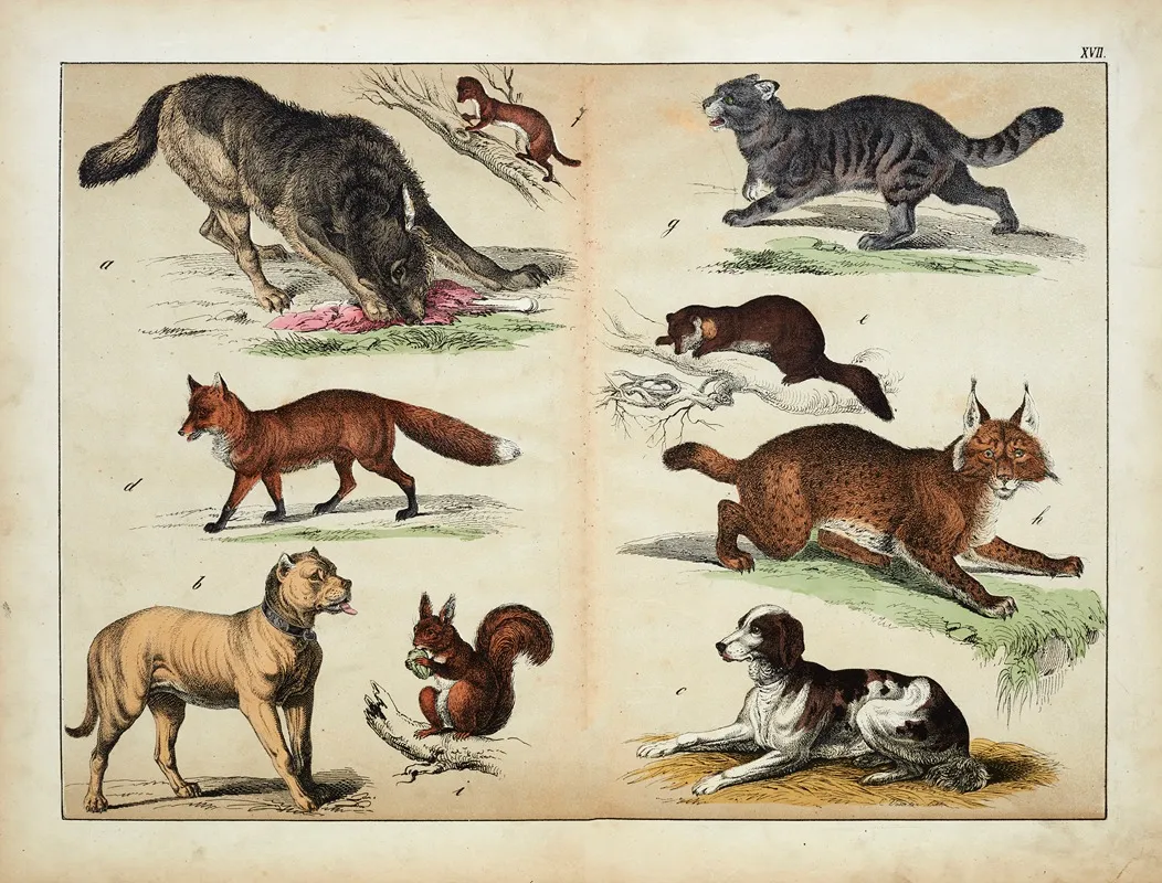 Mammals Wall Art by D. Englert - High-Resolution Digital Print