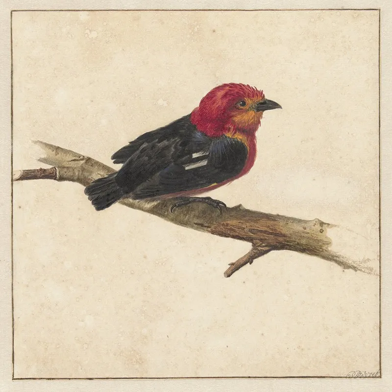 Manakin De Surinaamse Vogel Pipra Aureola Wall Art by Carel Borchaert Voet - High-Resolution Digital Print