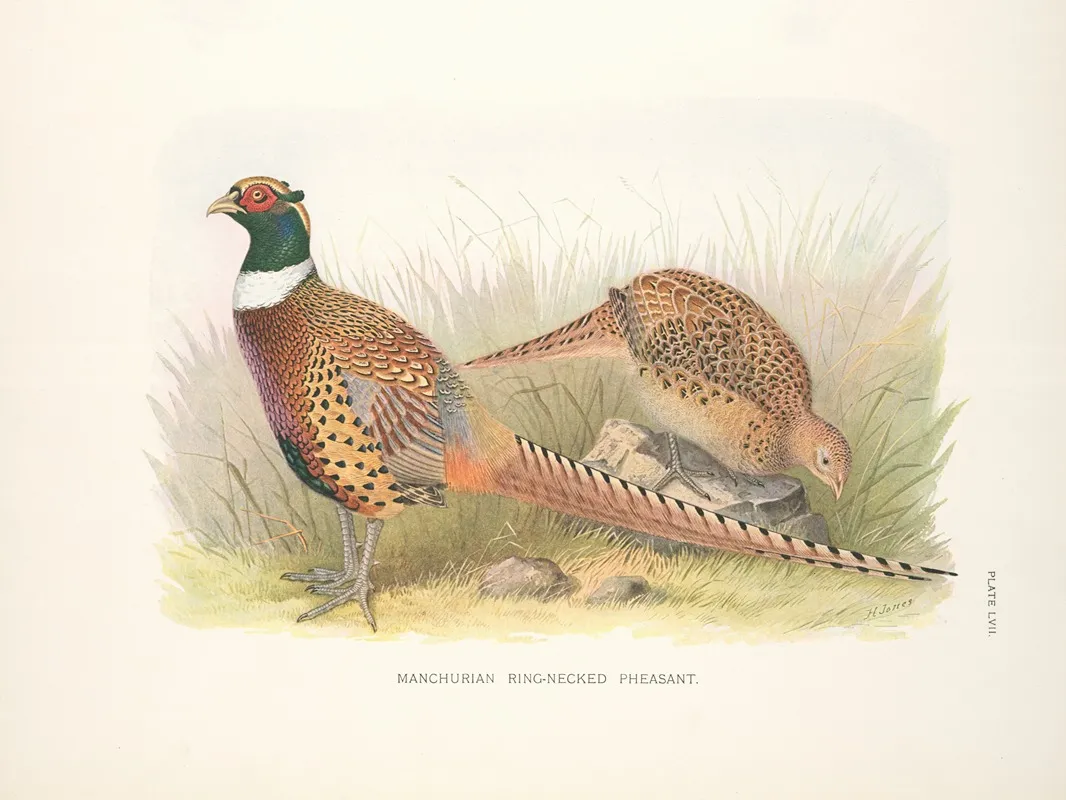 Manchurian Ring Necked Pheasant Phasianus Colchicus Pallasi Wall Art by Henry Jones - High-Resolution Digital Print