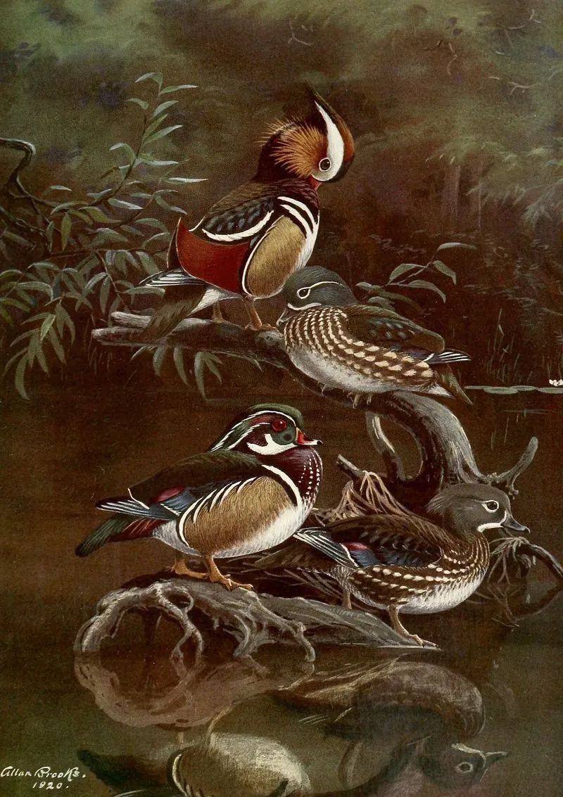 Mandarin Duckcarolina Duck Wall Art by Allan Brooks - High-Resolution Digital Print