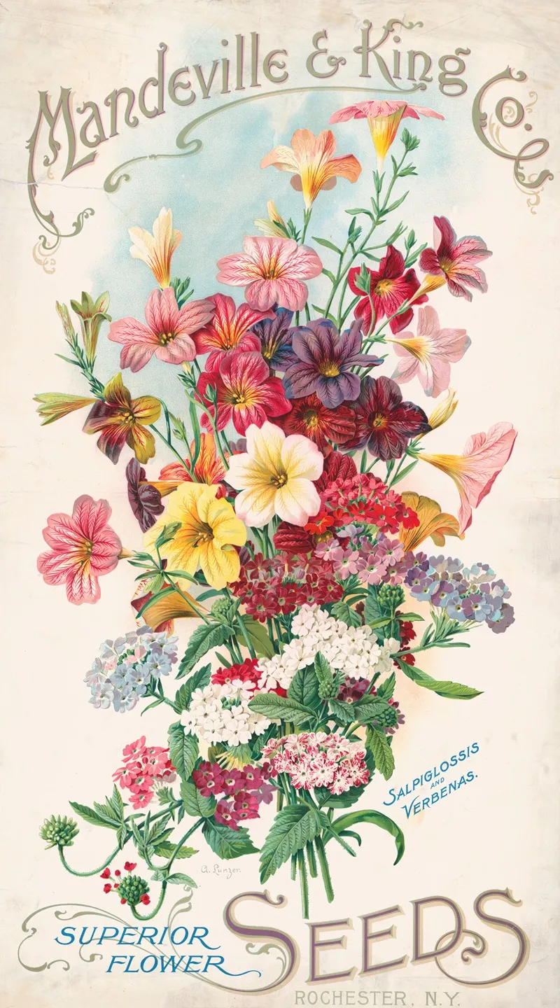 Mandeville King Co Superior Flower Seeds Salpiglossis And Verbenas Wall Art by Alois Lunzer - High-Resolution Digital Print