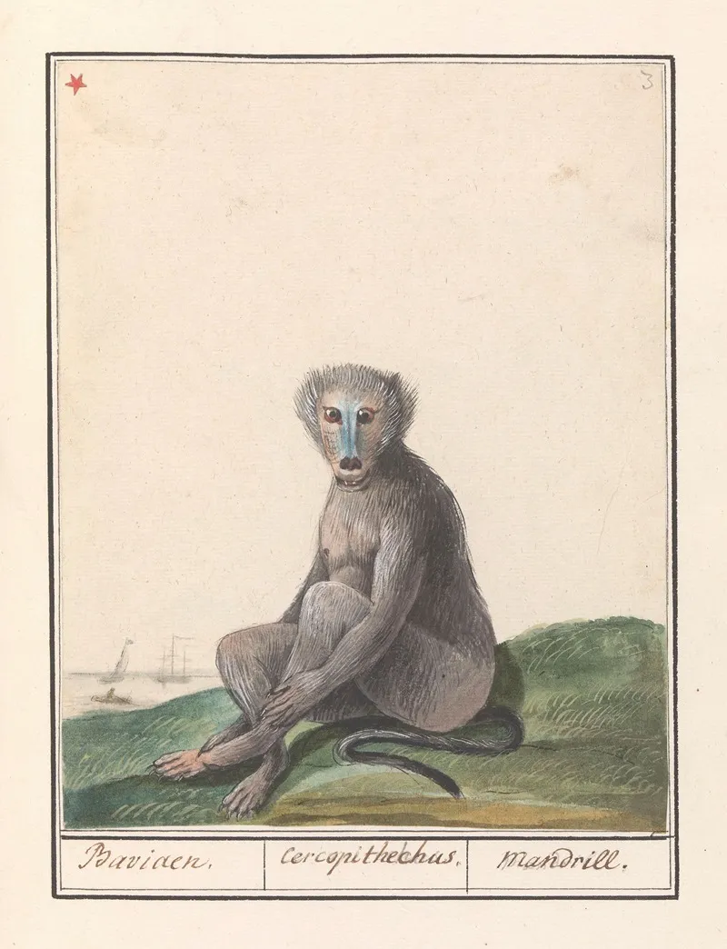 Mandril Mandrillus Sphinx Baviaen Cercopithechus Mandrill Wall Art by Anselmus Boëtius de Boodt - High-Resolution Digital Print