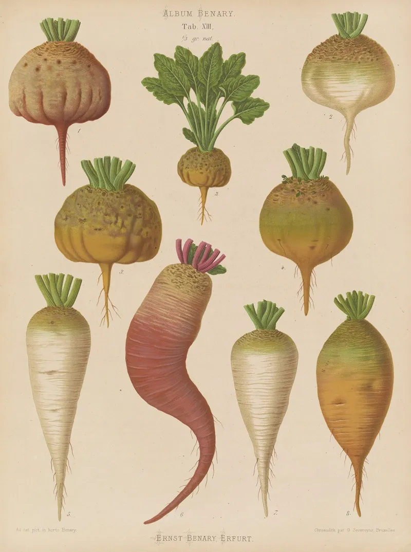 Mangel Wurzels Sugar Beets Wall Art by Ernst Benary - High-Resolution Digital Print