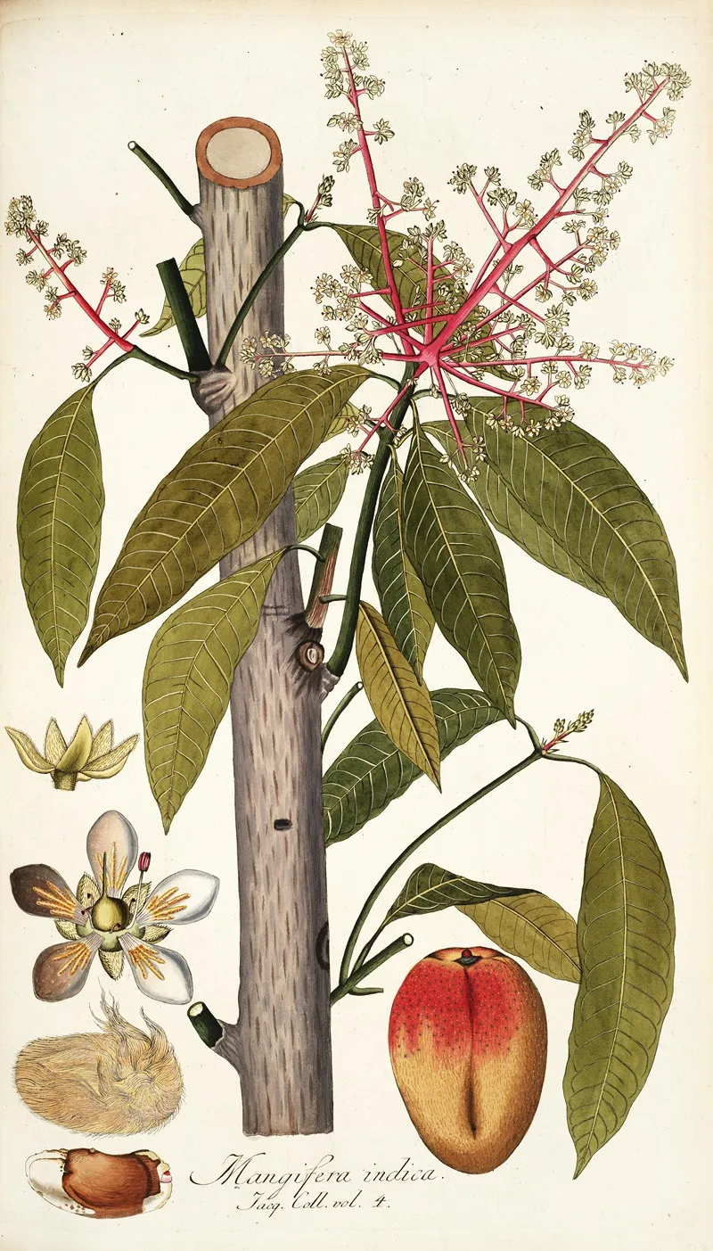 Mangifera Indica 2 Wall Art by Nikolaus Joseph Freiherr von Jacquin - High-Resolution Digital Print