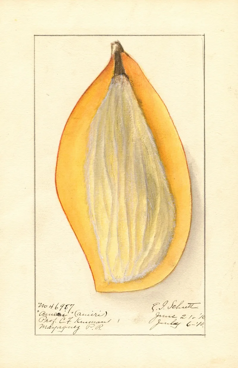 Mangifera Indica Ameeri 2 Wall Art by Ellen Isham Schutt - High-Resolution Digital Print