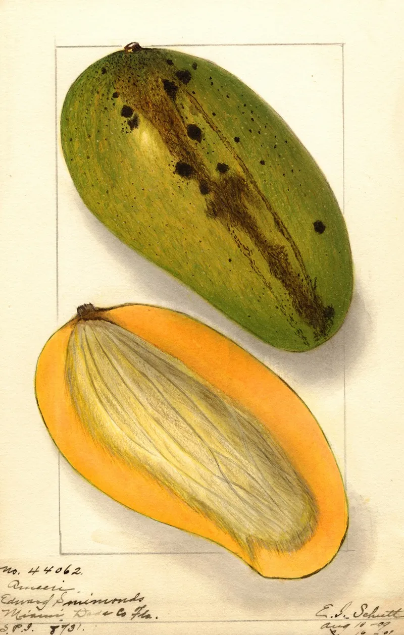 Mangifera Indica Ameeri 3 Wall Art by Ellen Isham Schutt - High-Resolution Digital Print