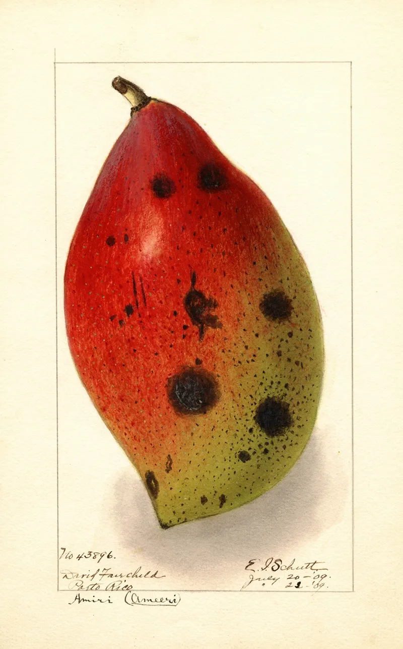 Mangifera Indica Ameeri Amiri Wall Art by Ellen Isham Schutt - High-Resolution Digital Print