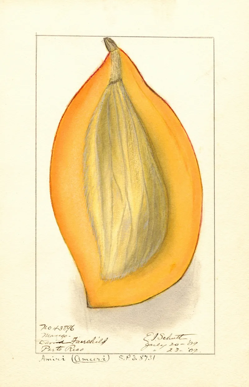 Mangifera Indica Amiri 4 Wall Art by Ellen Isham Schutt - High-Resolution Digital Print