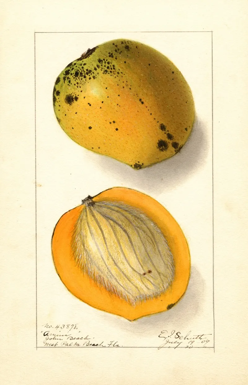 Mangifera Indica Amiri Wall Art by Ellen Isham Schutt - High-Resolution Digital Print