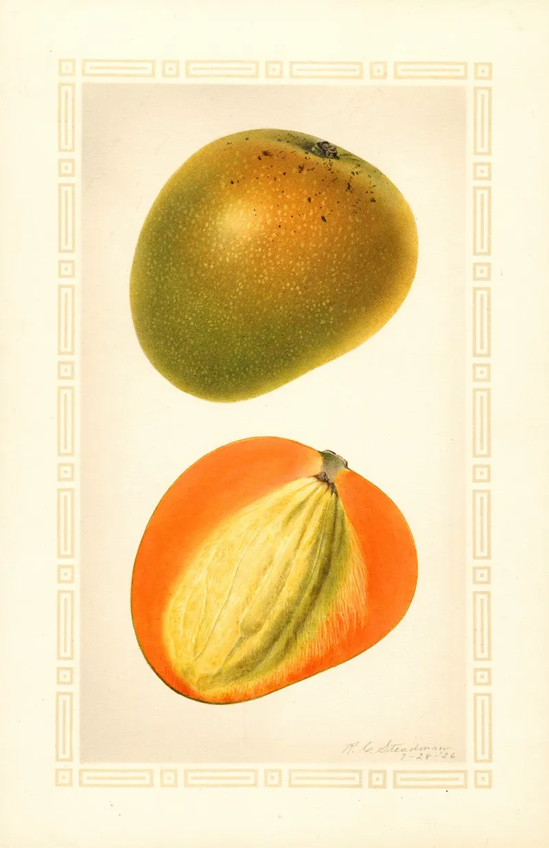 Mangifera Indica Baboony Wall Art by Royal Charles Steadman - High-Resolution Digital Print