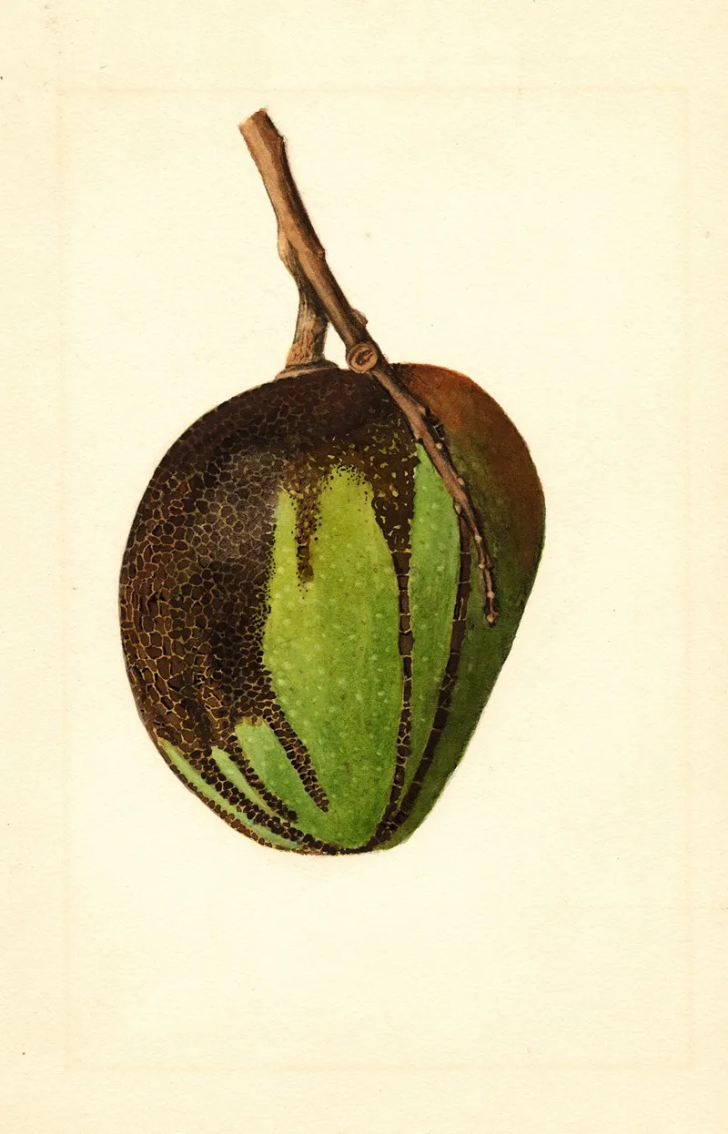 Mangifera Indica Bennett Wall Art by James Marion Shull - High-Resolution Digital Print