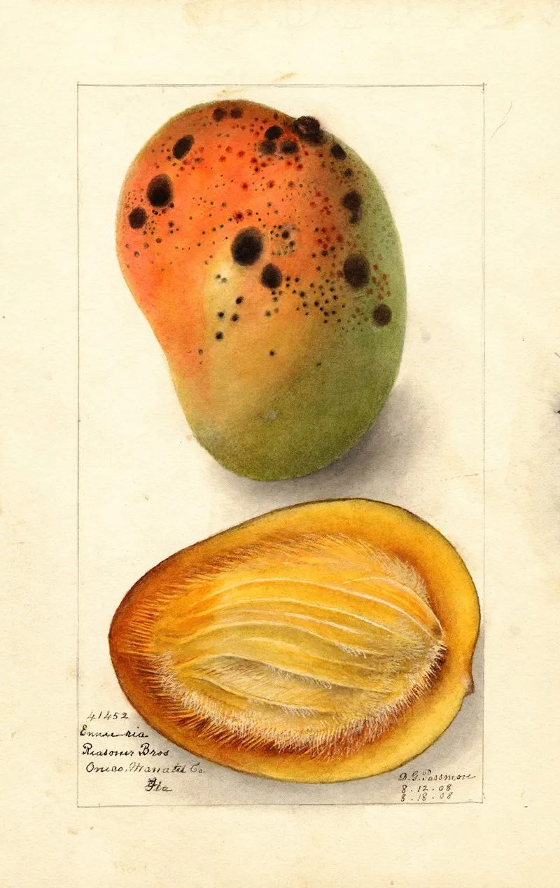 Mangifera Indica Ennuria Wall Art by Deborah Griscom Passmore - High-Resolution Digital Print