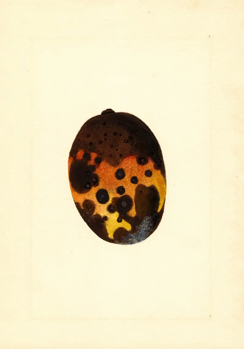 Mangifera Indica Fernandez Wall Art by James Marion Shull - High-Resolution Digital Print