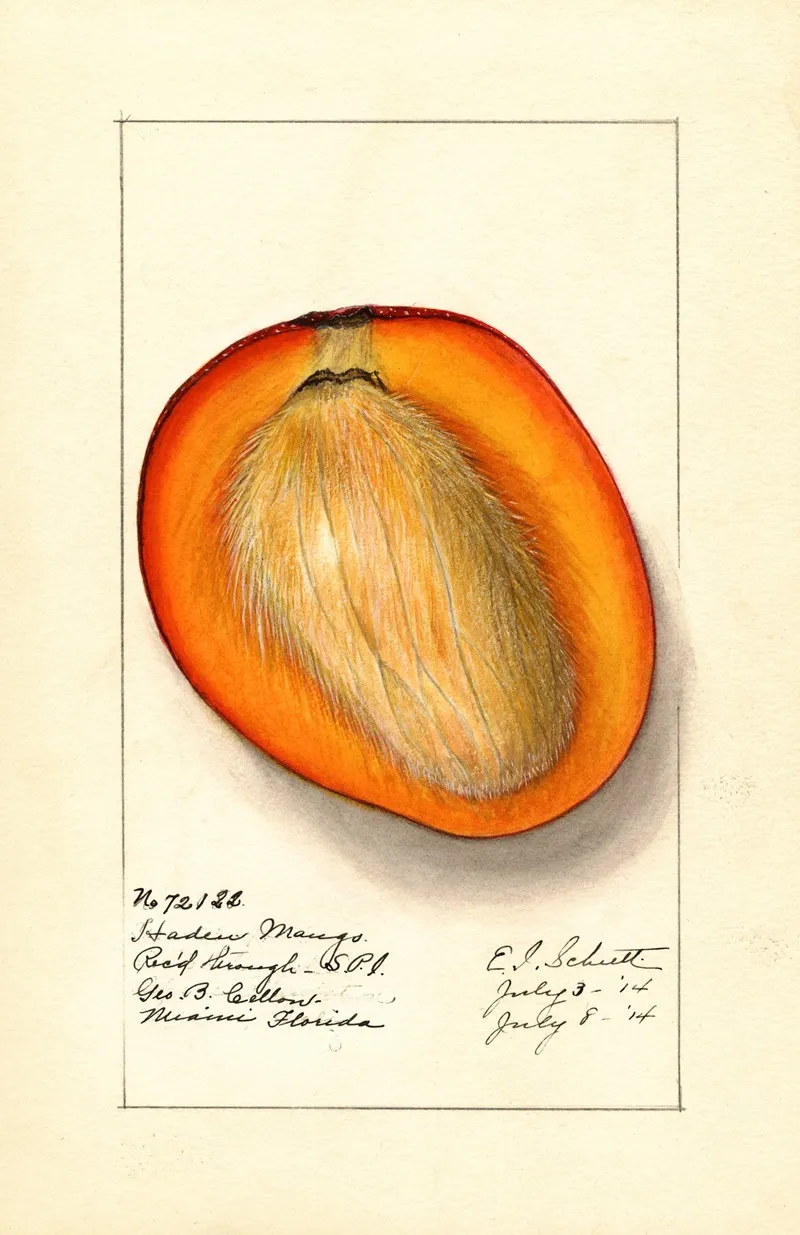 Mangifera Indica Haden 2 Wall Art by Ellen Isham Schutt - High-Resolution Digital Print