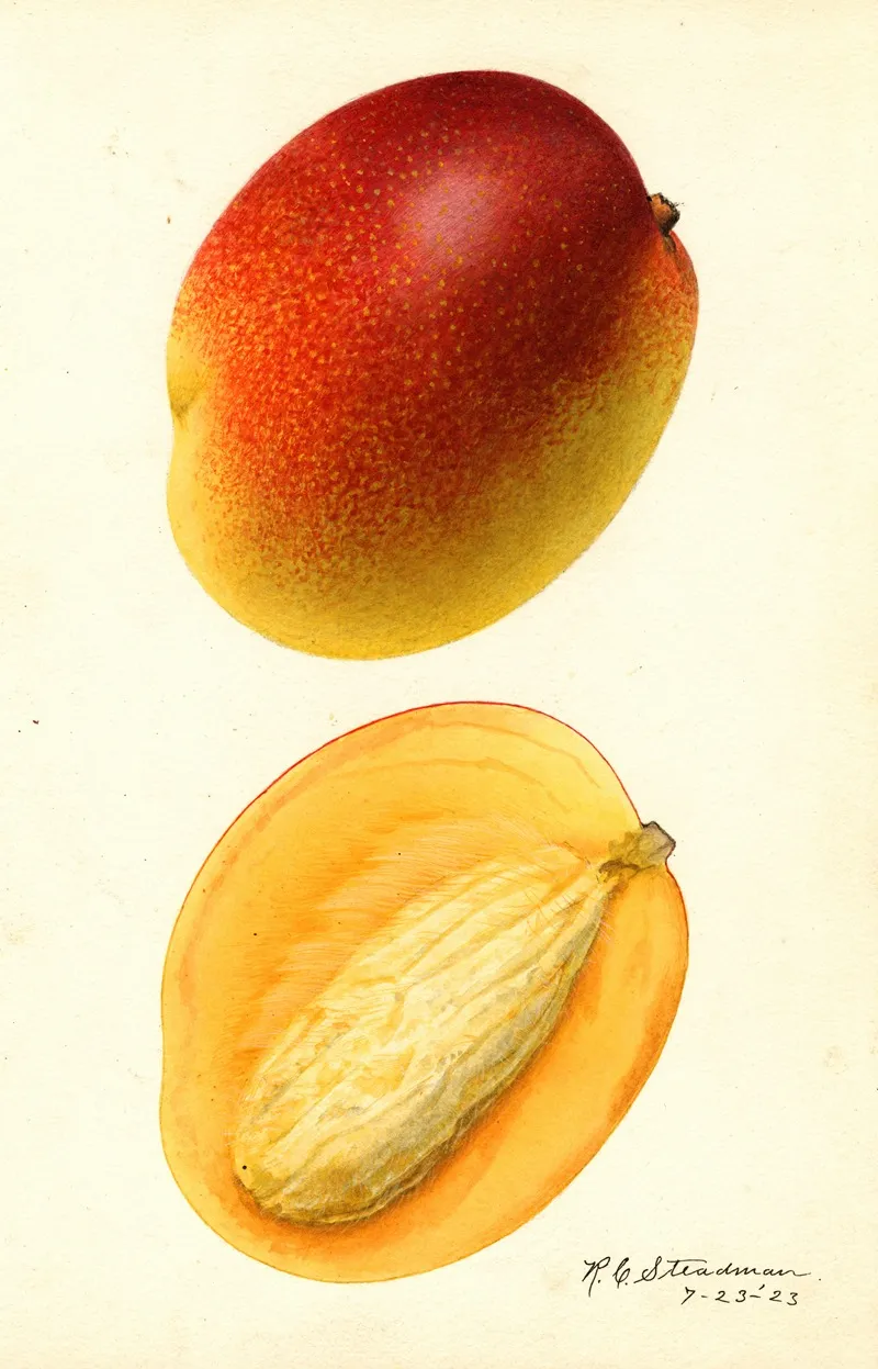 Mangifera Indica Hayden Wall Art by Royal Charles Steadman - High-Resolution Digital Print