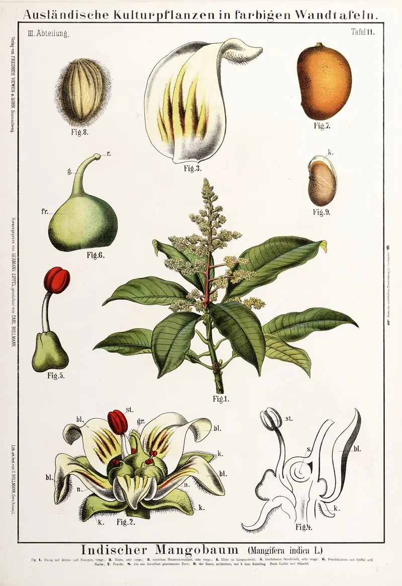 Mangifera Indica Mango Wall Art by Hermann Zippel - High-Resolution Digital Print