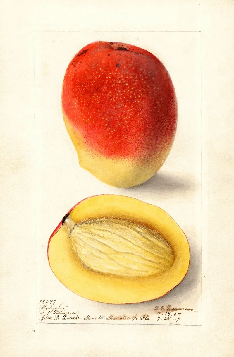 Mangifera Indica Mulgoba 2 Wall Art by Deborah Griscom Passmore - High-Resolution Digital Print