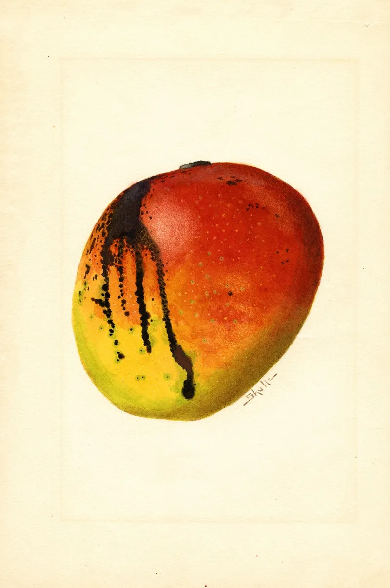 Mangifera Indica Mulgoba Wall Art by James Marion Shull - High-Resolution Digital Print