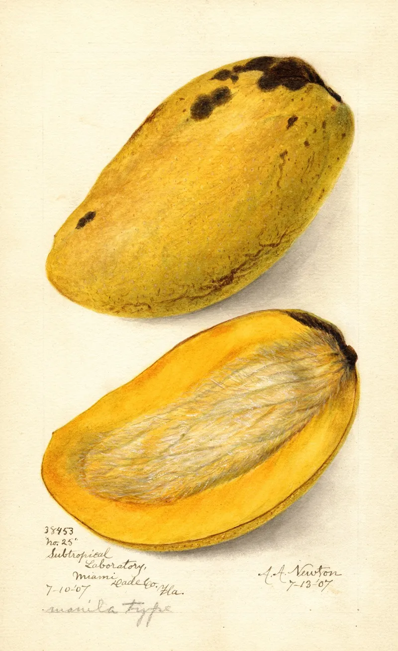 Mangifera Indica No Wall Art by Amanda Almira Newton - High-Resolution Digital Print