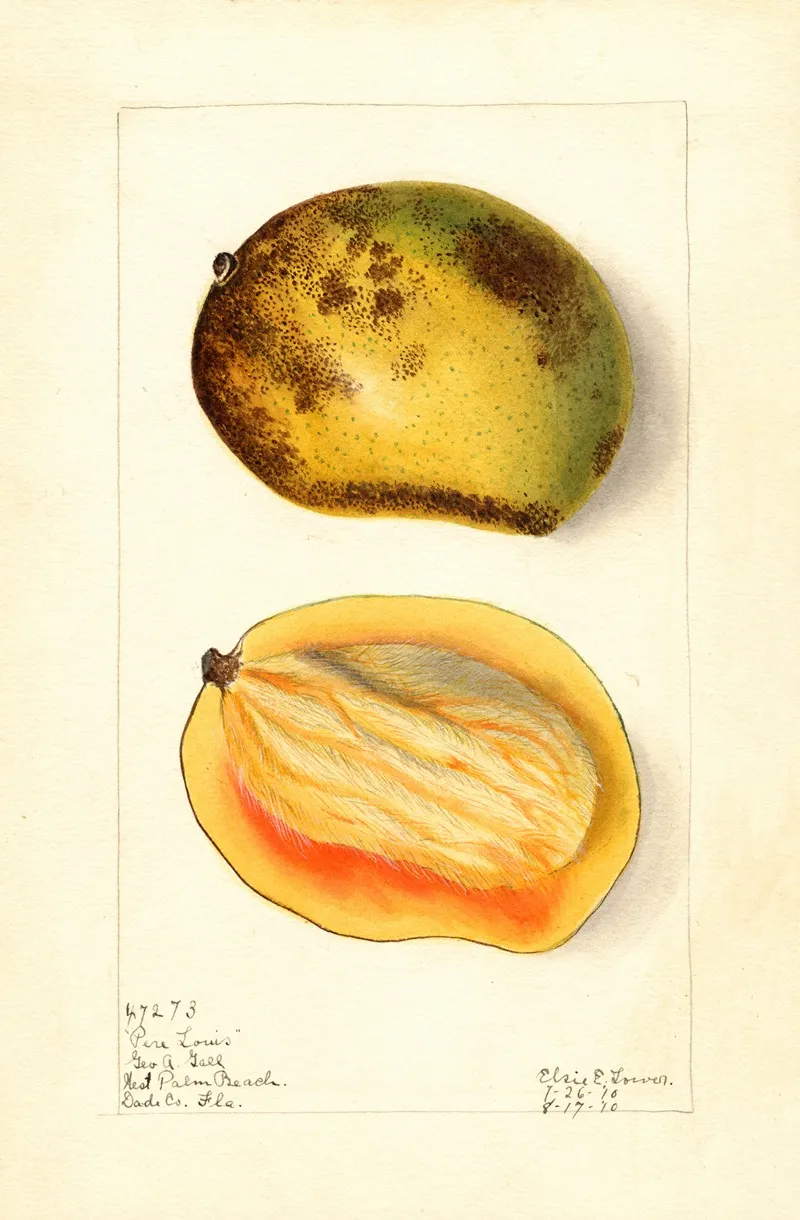 Mangifera Indica Pere Louis Wall Art by Elsie E. Lower - High-Resolution Digital Print