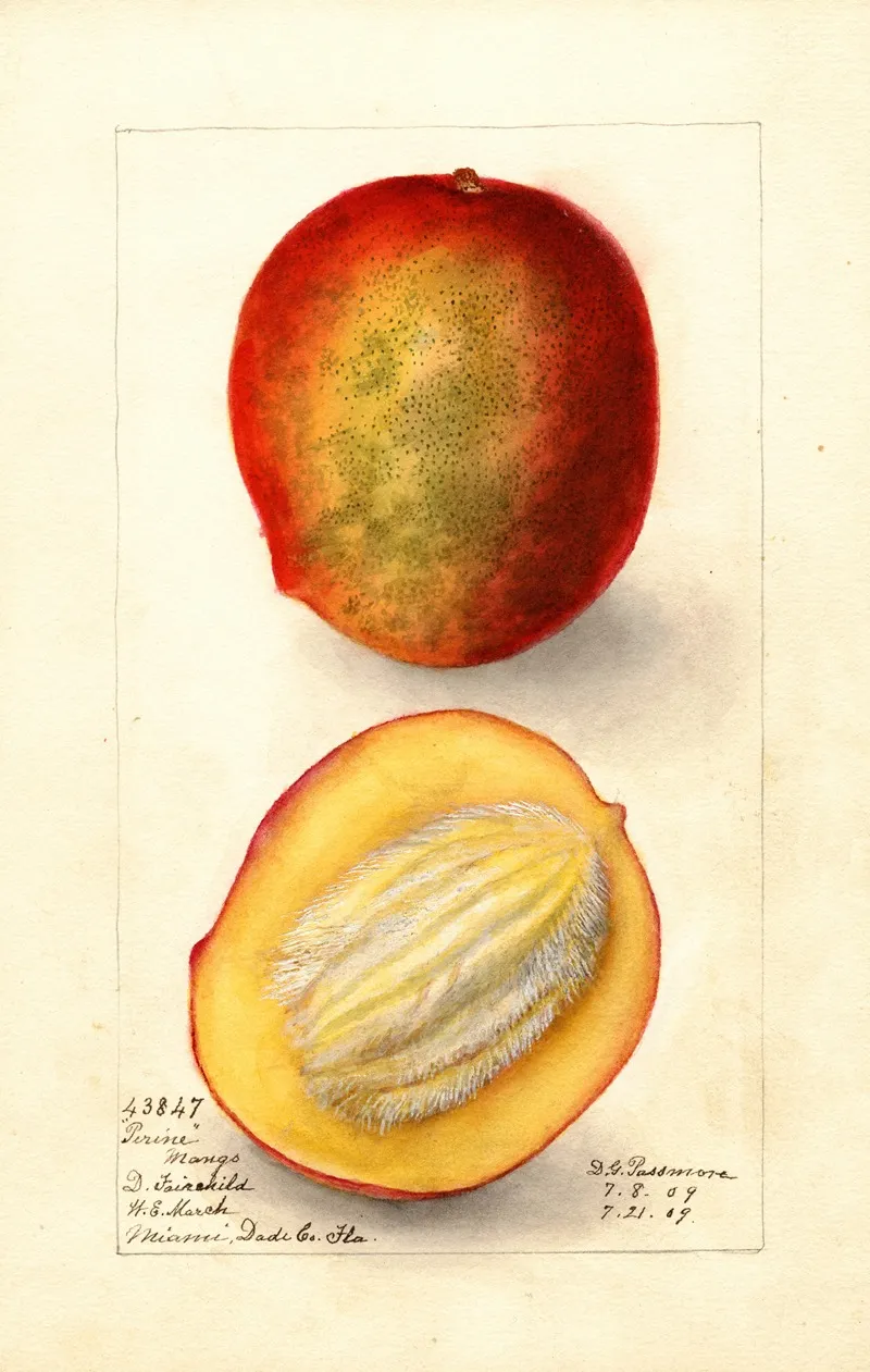 Mangifera Indica Perrine Wall Art by Deborah Griscom Passmore - High-Resolution Digital Print