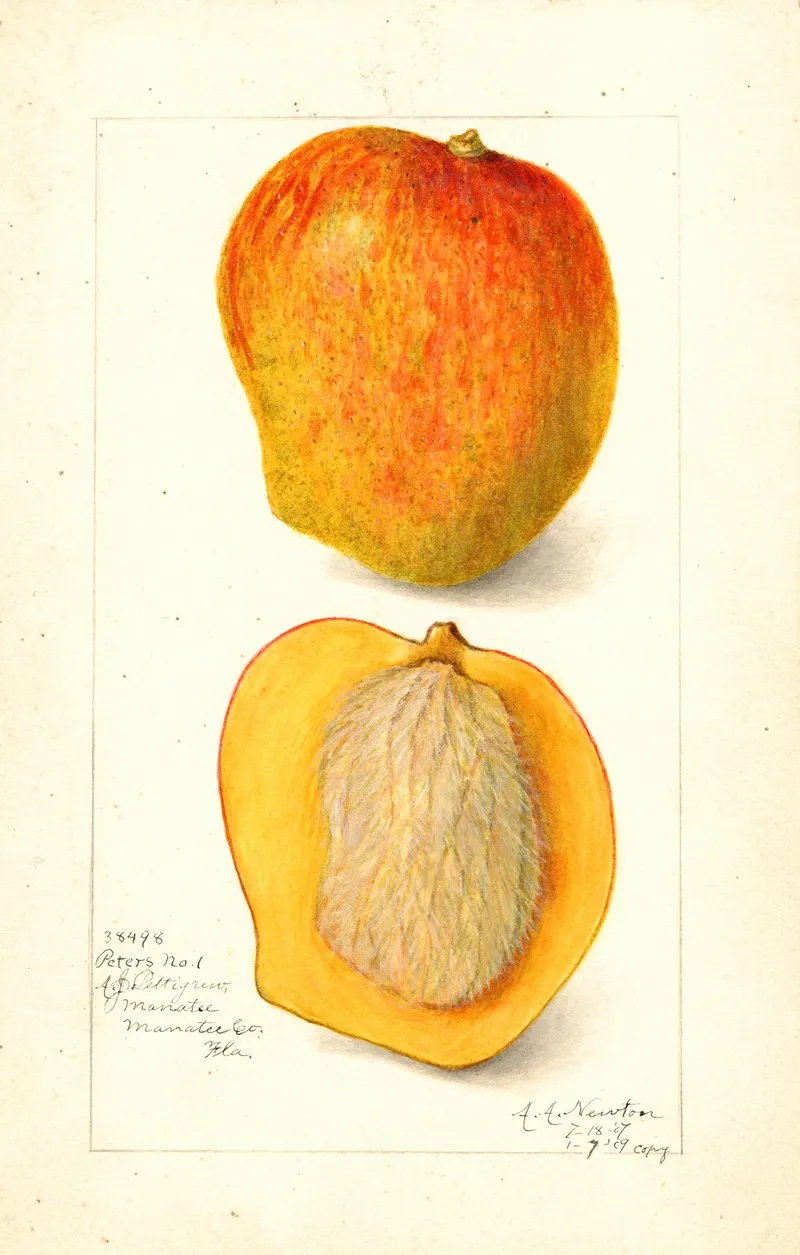 Mangifera Indica Peters No Wall Art by Amanda Almira Newton - High-Resolution Digital Print
