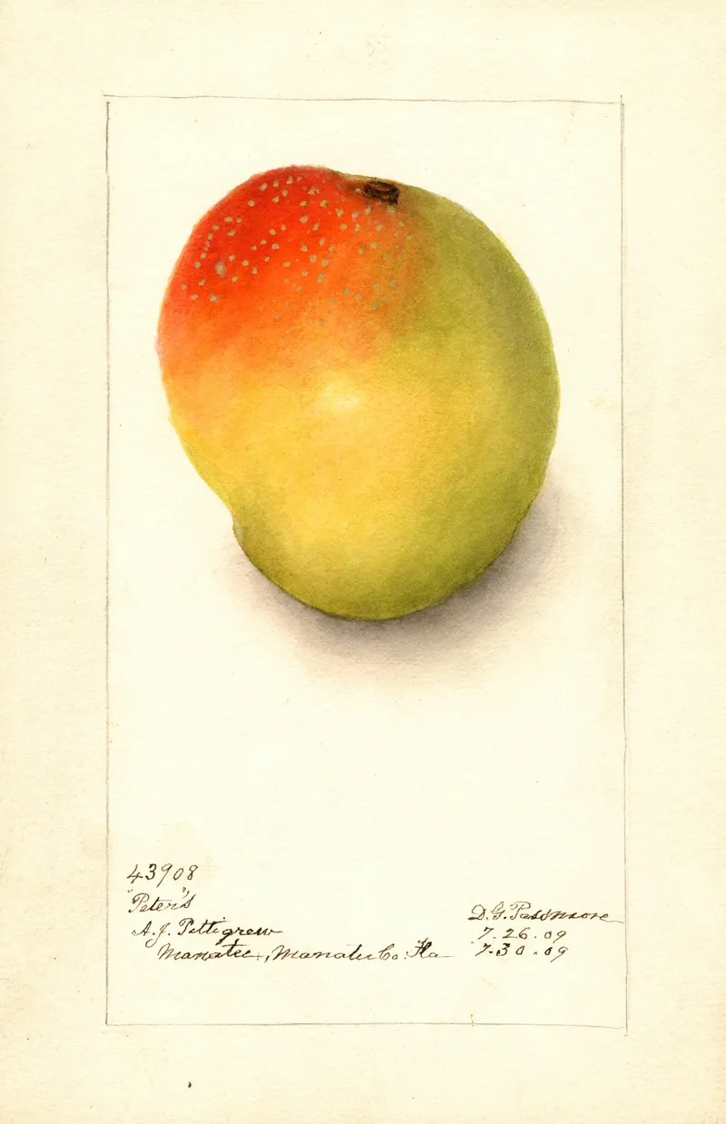Mangifera Indica Peters Wall Art by Deborah Griscom Passmore - High-Resolution Digital Print