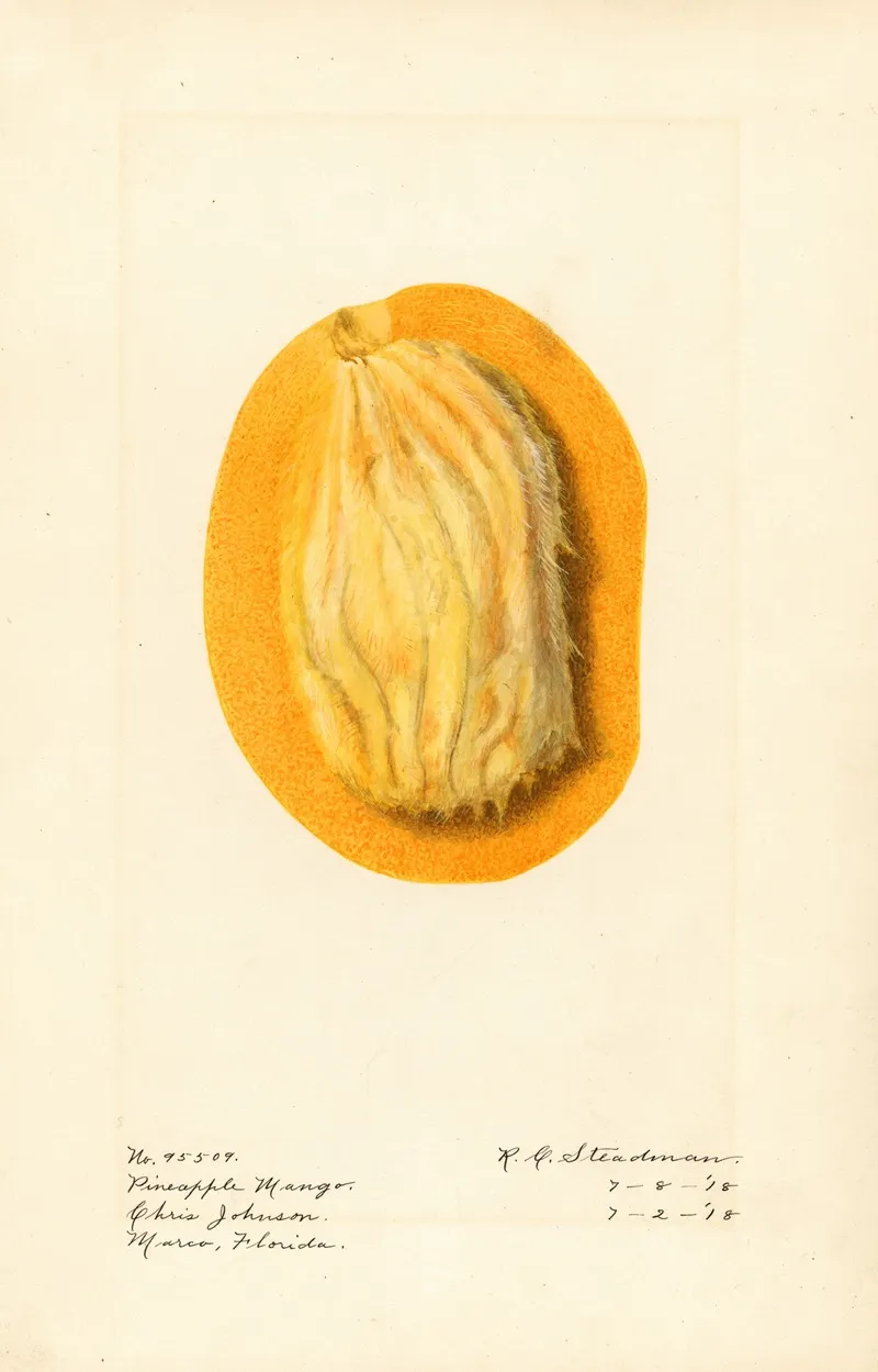 Mangifera Indica Pineapple Mango 2 Wall Art by Royal Charles Steadman - High-Resolution Digital Print